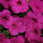 Wave Neon Rose Wave Petunia Jumbo 6 pack 17.99 sale price